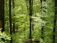 The annual cycle of emergence and shedding of the leaves in European beeches is determined by the interplay of climate and genetic factors.