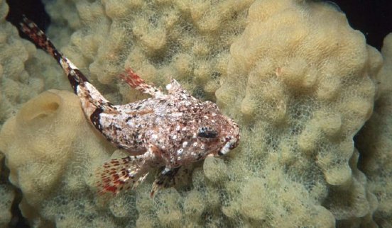 Abb1_PM-Antarktisraubfisch_2400x1400-960x560.jpg