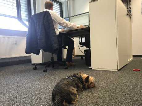 Haustiere am Arbeitsplatz.jpg