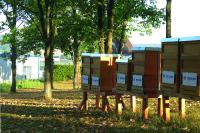 Bei Becker finden Bienen ab sofort ein sicheres Zuhause für ihr wertvolles Wirken © Becker-Antriebe GmbH