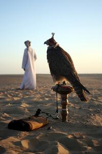 German falcon flies - eyevis expands to Middle East