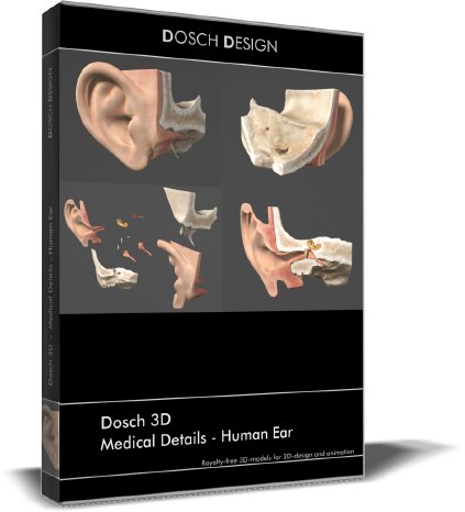 D3D-MedicalDetails-Human-Ear.jpg
