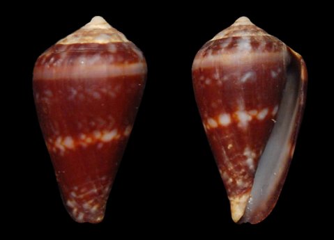 Kegelschnecke-1440x1038.jpg