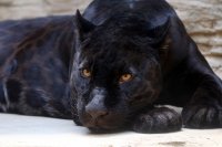Schwarzer Panther: Kraft und Eleganz....