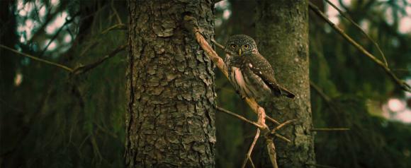 Artenreiche Wälder