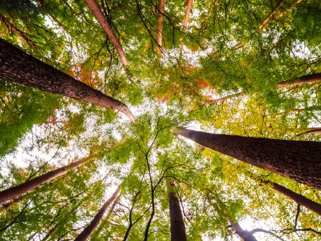 beautiful-landscape-of-big-tree-in-the-forest.jpg