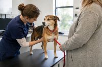 Tierärztin untersucht einen Hund auf dem Behandlungstisch einer Praxis