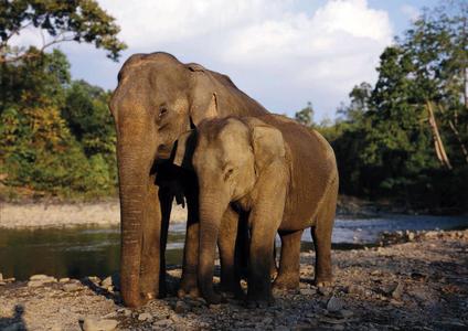Open-air three-by-three-metre photos by Klaus Reisinger in Zingst. This year, life-size elephants can be seen along the Jordanstraße road.