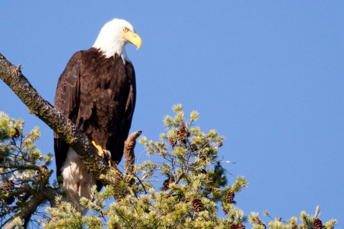 Copyright_WildernessInternational_Weisskopfseeadler_im_Naturschutzgebiet.jpg