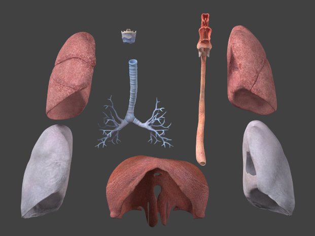 Dosch3D-MedicalDetails-Respiratory.jpg