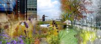 Stormwater retention, evaporation capacity, biodiversity – people need the ecosystem performance of green roofs.