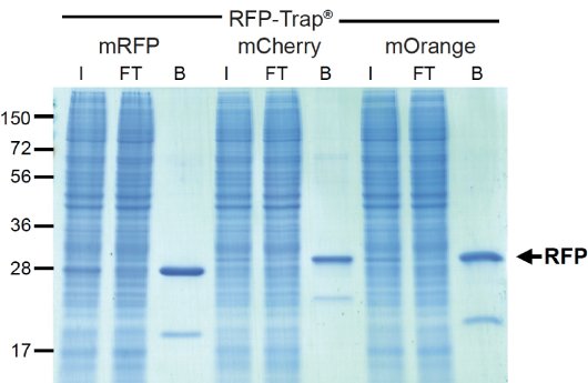 Fig_1RFP-Trap[1].jpg