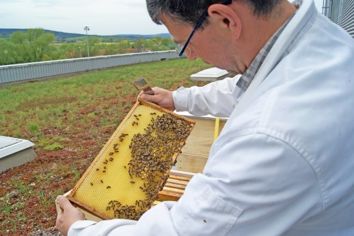 BienenOhrdruf_groß.JPG