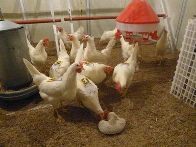 tiergerechte Haltung Uni Bern