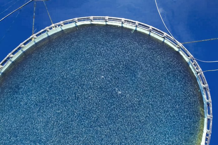 AdobeStock_Fische in rezirkulierendem Aquakultursystem.jpg