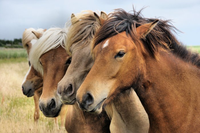 Schwerpunkt Islandpferde_Bildquelle Fotolia_klein.jpg