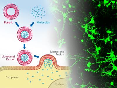 Fuse-It-mRNA - The New Shortcut to Protein Expression