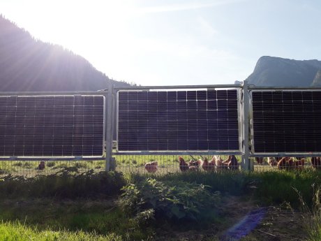 Bifacialer Solarzaun als Einfriedung für Hühner.jpg