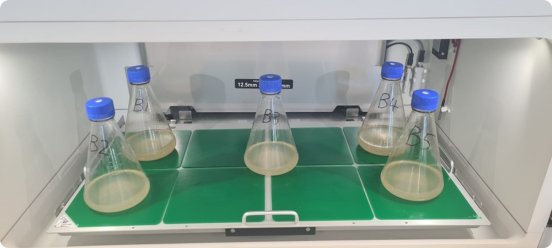 HEK cells.jpg