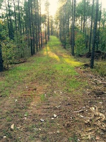 Alabama Graphite-Waldstück.jpg