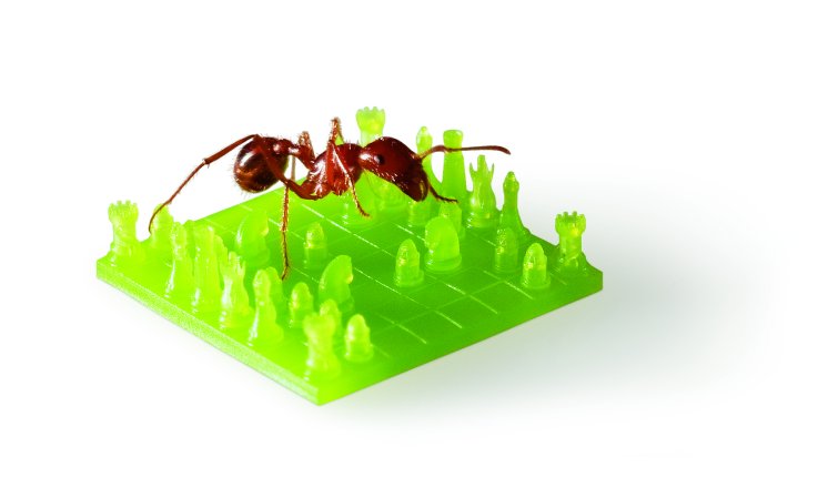 Ant on green chessboard-300dpi (1).jpg