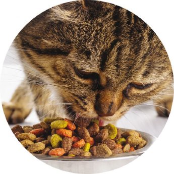 CAT_EATING_BD_632_632_80.JPG