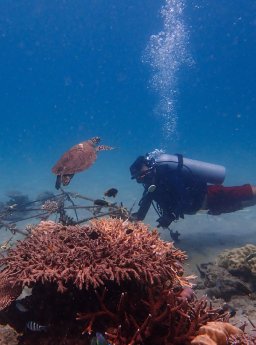 Lokale Taucher bringen Technologie und Nachhaltigkeit zusammen, um die wertvollen Korallenriffe.jpg