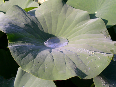 Lotus