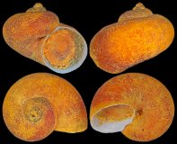 The deep-sea snail, Lirapex felix, is found exclusively at a single hydrothermal vent field in the Indian Ocean and has now been classified as endangered due to mining exploration activities in the area.
