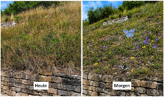 Magerrasen_vorher_nachher_Hotspot_Spitzberg.png