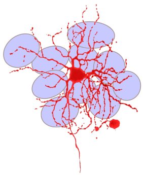 Nervenzelle der Netzhaut_gefaerbt_300dpi.jpg