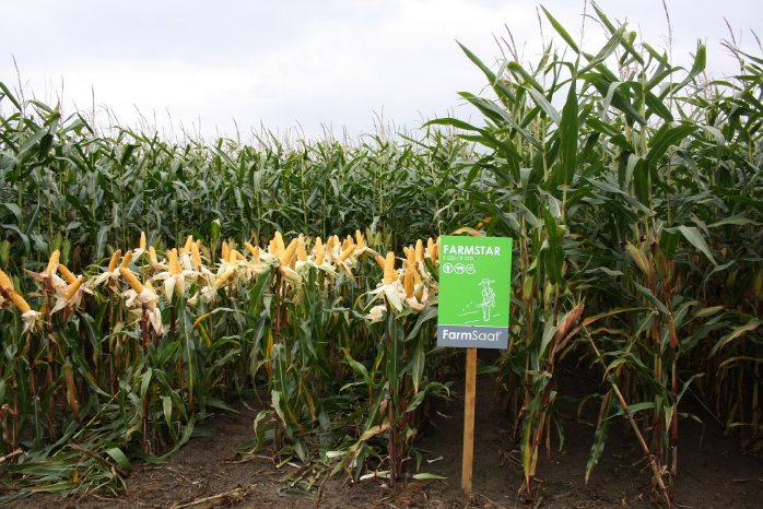 Maissorte FARMSTAR der FarmSaat AG.jpg