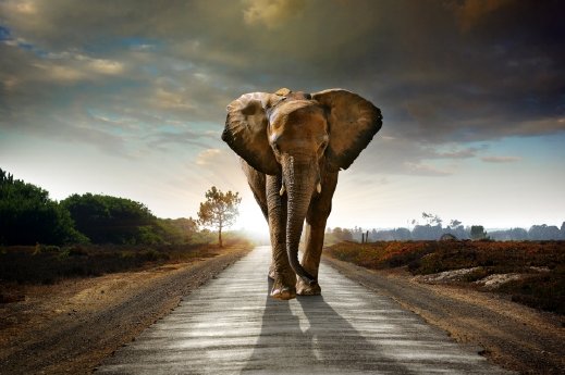 Tembo Gold - Depositphotos Elefant.jpg