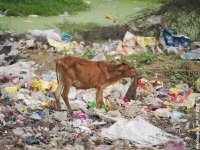 Cow eating garbage waste