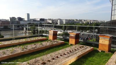 Vier Bienenvölker auf dem Dach sichern die Bestäubung der Nutzpflanzen. Quelle: Drone-view