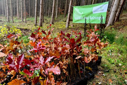 ARJES Save Nature Pflanzaktion 02.jpg