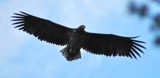 Adler