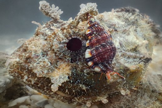 Abb3_PM MOTY Voting.jpg