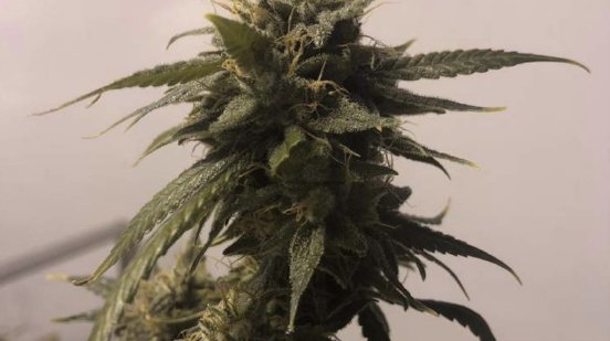 RQB-Cannabis-Pflanze.jpeg