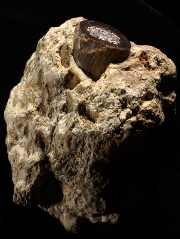 Abb1_PM Pala╠êometabolomik.jpg