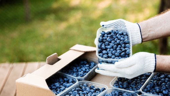 Blaubeeren.jpg