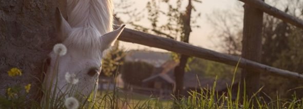 horse-331866_1280-590x213.jpg