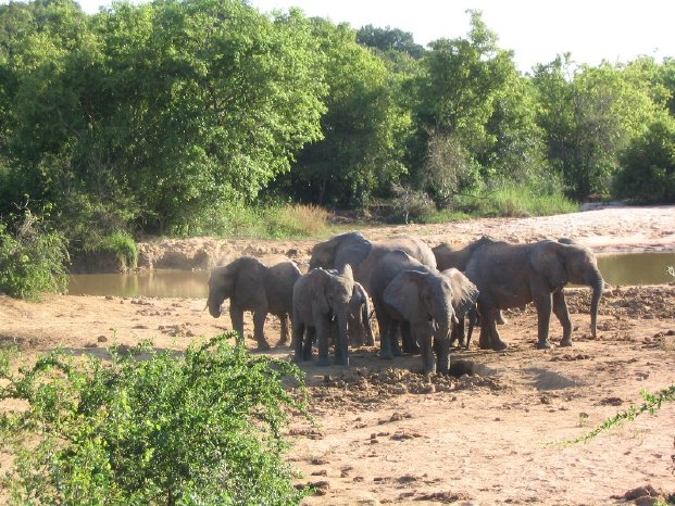 Nigeria Yankari_Elephants.jpg