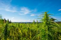 Cannabis-Legalisierung in Kentucky!