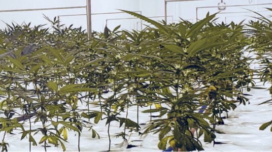 RQB-Cannabispflanzen.jpeg