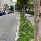 Mit dem ganzheitlich durchdachten Regenwassermanagement von Hauraton werden Bäume mit gereinigtem Regenwasser von Verkehrsflächen versorgt.