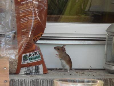 Maus liebt Mäuse (Geld)