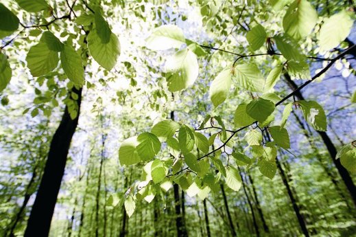 Umweltbild (Large).jpg