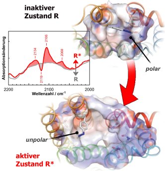 Biophysik_Vogel_Proteine.jpg