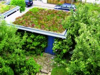 Eine Garagenbegrünung verlängert die Dachlebensdauer und nützt der Natur, ganz besonders mit der „Bienenweide“.